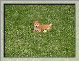 Shiba inu, s�odki, ma�y, pi�eczka