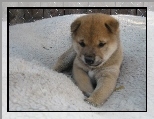 Shiba inu, s�odki, szczeniak, p�ot